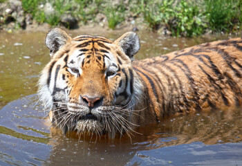 Naklejka na ściany i meble Amour tiger in the water, cooling down or playing