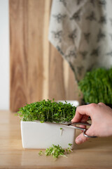 Woman cutting fresh organic microgreen of mustard on wooden table, closeup