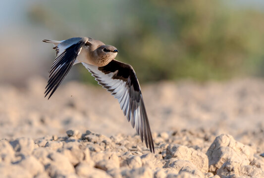 The small pratincole, little pratincole, or small Indian pratincole, is a small wader in the pratincole family, Glareolidae.
