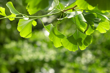 ginkgo tree leaves on a branch