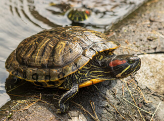 turtle at the water on vacation