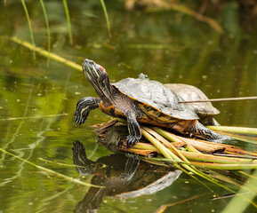 Fototapeta premium turtle at the water on vacation