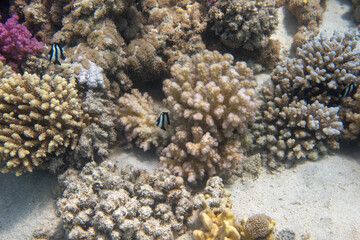 Fototapeta na wymiar Korallenriff Ägypten, Rotes Meer, Schwarzer Clarks Anemonenfisch