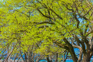 琵琶湖畔の新緑の木
