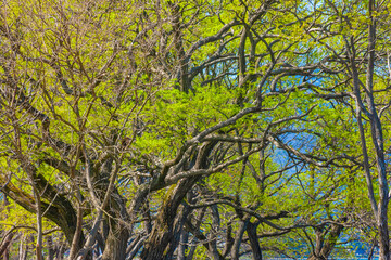 琵琶湖畔の新緑の木