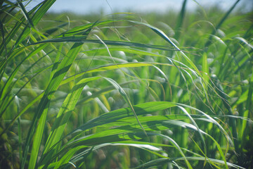 南国のサトウキビ農園 キビ畑の生い茂る緑の草むら 沖縄県離島宮古島