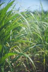 南国のサトウキビ農園 キビ畑の生い茂る緑の草むら 沖縄県離島宮古島