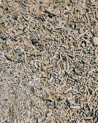 Dead corals at the beach background.