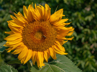 Beautiful young sunflower flower illuminated by the morning sun.