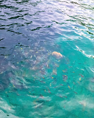 Overhead shoot of a crystal clear water with beautiful fishes swimming. Copy space.