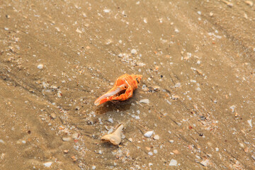 brown conch shells on the sandy beach at low tide show the details clearly, naturally beautiful, complete shells and see the waves and the sea crashing against the shore.