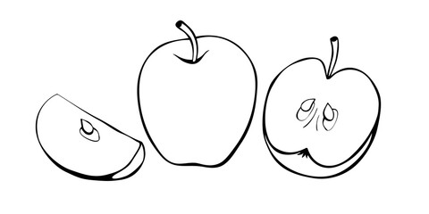 Vector contour drawing of whole and cut apple in doodle style. Hand-drawn isolated outline of fruit. Clipart, harvest symbol, summer, autumn, garden, healthy food, school snack