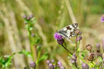 Melanargia galathea, Schachbrett Edelfalter auf einer Blume