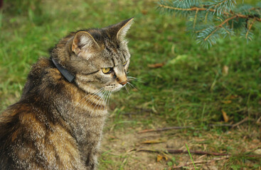 Serious cat sits in the garden. Cat portrait.