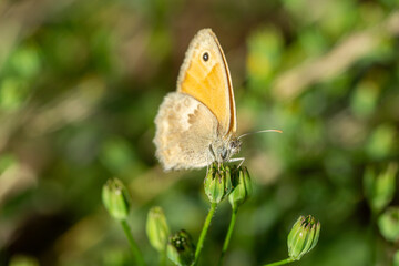 Großes Ochsenauge Tagfalter auf einer Blume