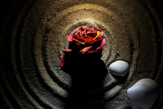 Dry rose on the white sand and sea shell background. Stock image photo.