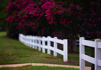 Abundant bloom of lagerstroemia trees behind the white fence on summer day. blooming Crape Myrtle...