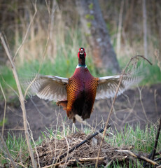 Fototapeta premium Ring-necked Pheasant, Phasianus colchicus, Common Pheasant. The male flaps his wings, sings, and makes a mating call