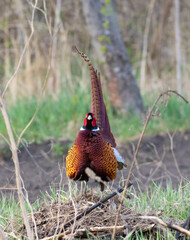 Ring-necked Pheasant, Phasianus colchicus, Common Pheasant. The male has inflated his feathers and looks into the lens
