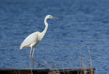 Obraz premium Great egret, Ardea alba. A bird walks across a fishing bridge on the riverbank