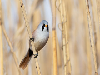 Bearded reedling, Panurus biarmicus. A bird sits on a reed stalk by the river.