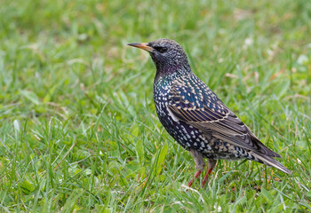 Common starling, Sturnus vulgaris. A bird walks through the grass looking for food