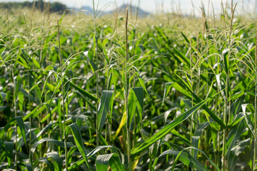 Corn tree on the corn field