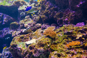 Fototapeta na wymiar Beautiful sea water fish tank