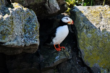 Ein Horned Puffin in einer Felsspalte - Eine besondere Art von Papageitauchern