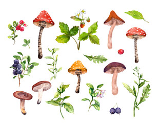 Set of forest mushrooms, berries, grass and wild flowers. Botanical watercolor plants, fungus of woodland. Hand painted illustrations clip art - 516717645