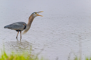 A bird with fish. The great blue heron gobbling its prey. Feeding behavior of Herodias. Food chain. Neck turning to funny shape as it is a big fish. Mouthful of fish.