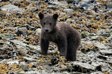 Tierbaby - Ein niedlicher  junger Grizzlybär - Alaska