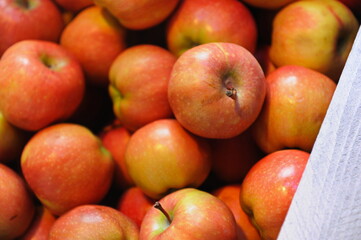 Almaty, Kazakhstan - 03.10.2016 : Fresh harvested apples in wooden boxes