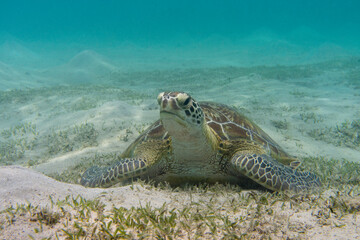 Schildkröte auf Seegraswiese