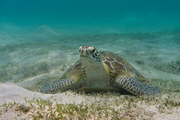 Schildkröte auf Seegraswiese