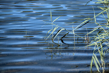 reeds in the lake,norrland,sweden,sverige,medelpad