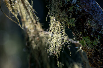 close up of a tree, moss, norrland,sweden,sverige,medelpad