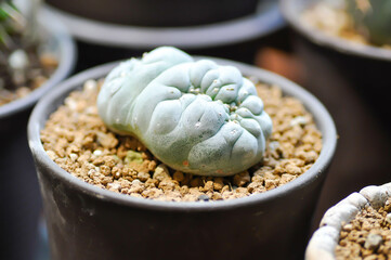Lophophora fricii or Peyote cactus or Lophophora williamsii , Peyote Lophophora williamsii or cactus or succulent