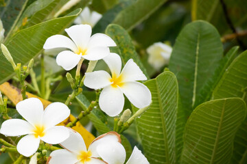 Fototapeta premium White Frangipani flower Plumeria alba with green leaves