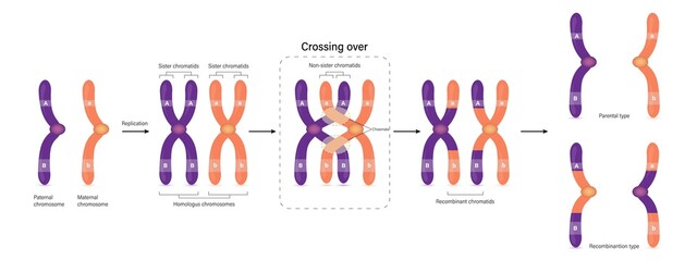 Diagram of Crossing over. Parental type and Recombination type. Genetic variation. Vector used for scientific and medical education.