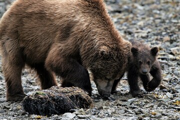 Mutter mit niedlichem,  kleinem Nachwuchs, auch Spring Cub genannt, bei der Suche nach Claim...