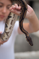 Closeup of python snake held by the young woman