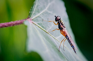 Dungwaffenfliege ( Sargus bipunctatus ).