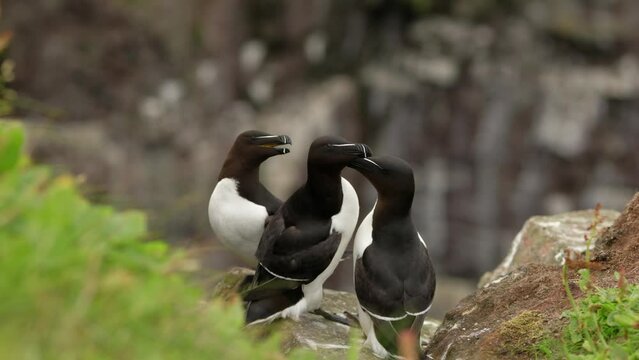 Three razorbills (Alca torda) sit on the edge of a cliff interacting with each other in a seabird colony as other seabirds fly around in the background. Handa Island, Scotland.