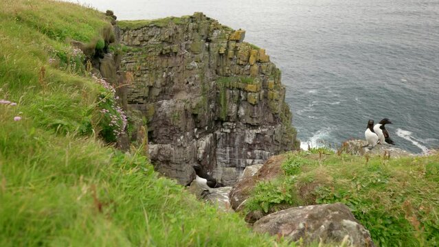 Three razorbills (Alca torda) sit on a rocky ledge with a dramatic sea cliff and seabird colony in the backgroud with a gentle ocean swell. Handa Island, Scotland.