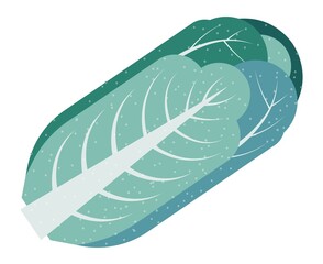 Cabbage vegetable, organic and natural meal vector