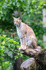Wild lynx in natural habitat