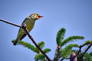 Gelbspötter ( Hippolais icterina ).