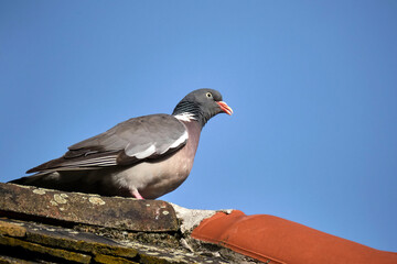 Ringeltaube ( Columba palumbus ).