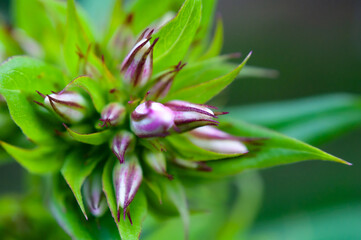 Macro world of plants, flowers and insects